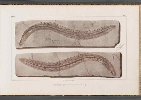 Reproducción/Reproduction 49640582872: Recherches sur les poissons fossiles ... /. Neuchatel :Petitpierre,1833-43.. 