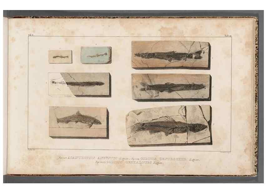 Reproducción/Reproduction 49640583117: Recherches sur les poissons fossiles ... /. Neuchatel :Petitpierre,1833-43.. 