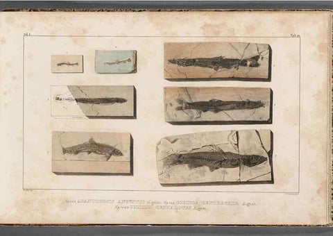 Reproducción/Reproduction 49640583117: Recherches sur les poissons fossiles ... /. Neuchatel :Petitpierre,1833-43.. 