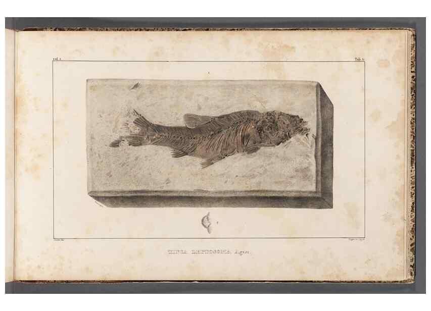 Reproducción/Reproduction 49640311051: Recherches sur les poissons fossiles ... /. Neuchatel :Petitpierre,1833-43.. 