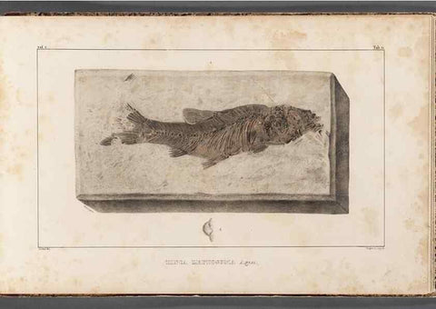 Reproducción/Reproduction 49640311051: Recherches sur les poissons fossiles ... /. Neuchatel :Petitpierre,1833-43.. 