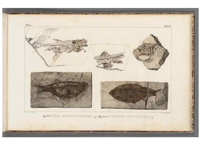 Reproducción/Reproduction 49639787353: Recherches sur les poissons fossiles ... /. Neuchatel :Petitpierre,1833-43.. 