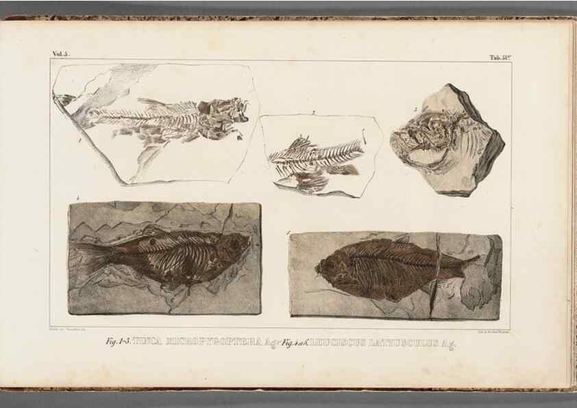 Reproducción/Reproduction 49639787353: Recherches sur les poissons fossiles ... /. Neuchatel :Petitpierre,1833-43.. 
