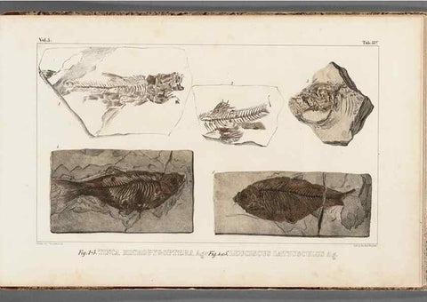 Reproducción/Reproduction 49639787353: Recherches sur les poissons fossiles ... /. Neuchatel :Petitpierre,1833-43.. 