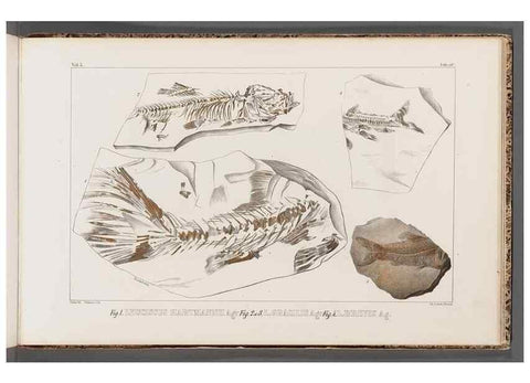 Reproducción/Reproduction 49639787543: Recherches sur les poissons fossiles ... /. Neuchatel :Petitpierre,1833-43.. 