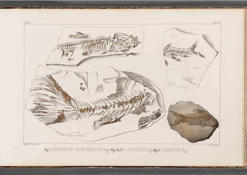 Reproducción/Reproduction 49639787543: Recherches sur les poissons fossiles ... /. Neuchatel :Petitpierre,1833-43.. 