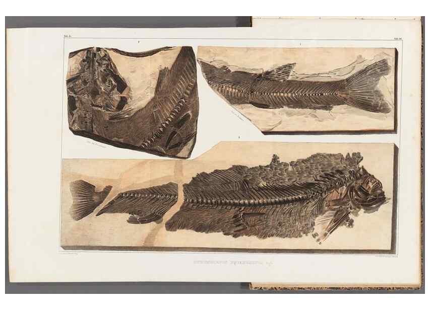 Reproducción/Reproduction 49640581732: Recherches sur les poissons fossiles ... /. Neuchatel :Petitpierre,1833-43.. 