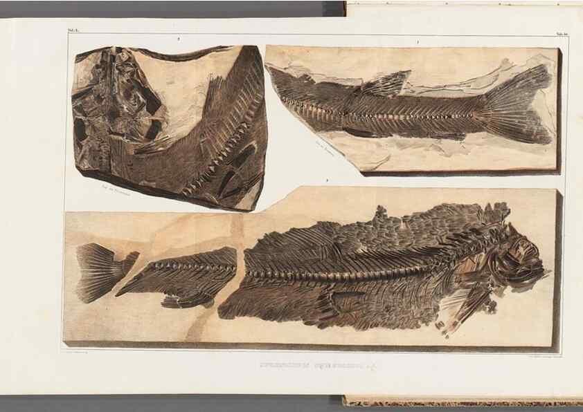 Reproducción/Reproduction 49640581732: Recherches sur les poissons fossiles ... /. Neuchatel :Petitpierre,1833-43.. 