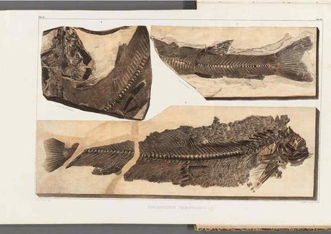 Reproducción/Reproduction 49640581732: Recherches sur les poissons fossiles ... /. Neuchatel :Petitpierre,1833-43.. 