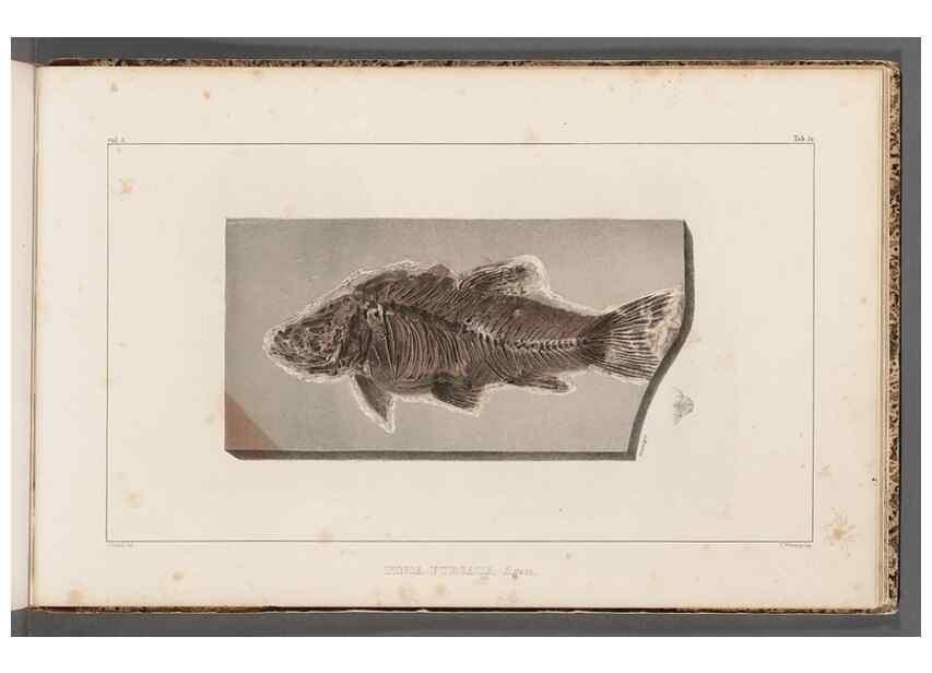 Reproducción/Reproduction 49639787758: Recherches sur les poissons fossiles ... /. Neuchatel :Petitpierre,1833-43.. 