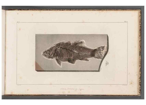 Reproducción/Reproduction 49639787758: Recherches sur les poissons fossiles ... /. Neuchatel :Petitpierre,1833-43.. 