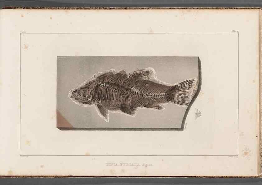 Reproducción/Reproduction 49639787758: Recherches sur les poissons fossiles ... /. Neuchatel :Petitpierre,1833-43.. 