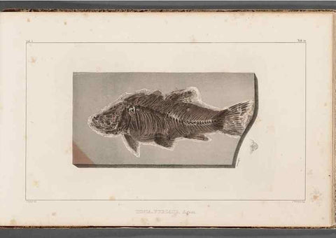 Reproducción/Reproduction 49639787758: Recherches sur les poissons fossiles ... /. Neuchatel :Petitpierre,1833-43.. 