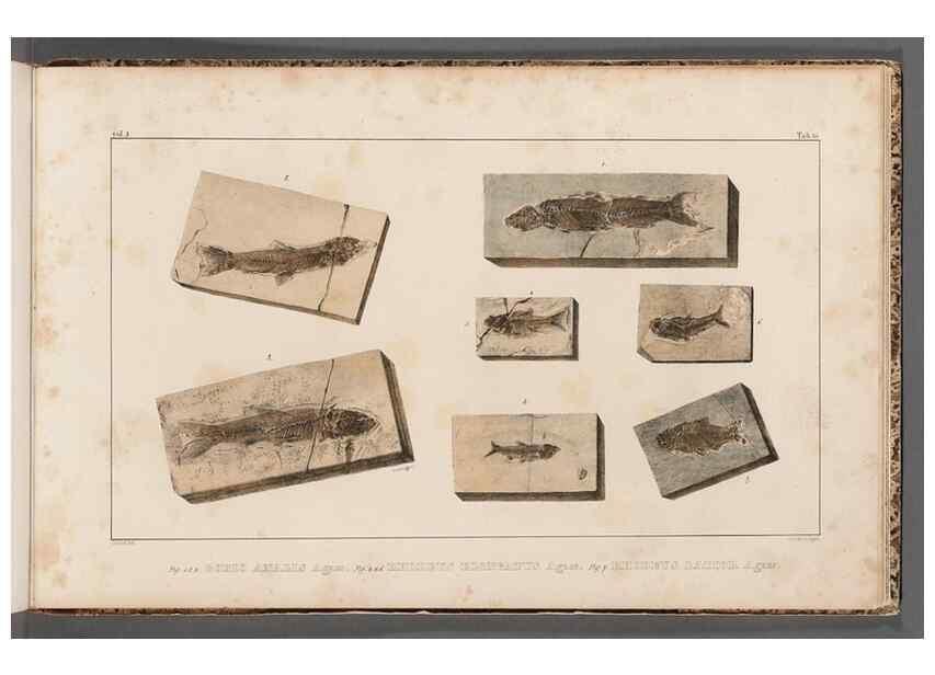 Reproducción/Reproduction 49639788298: Recherches sur les poissons fossiles ... /. Neuchatel :Petitpierre,1833-43.. 