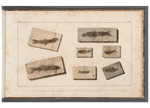 Reproducción/Reproduction 49639788298: Recherches sur les poissons fossiles ... /. Neuchatel :Petitpierre,1833-43.. 