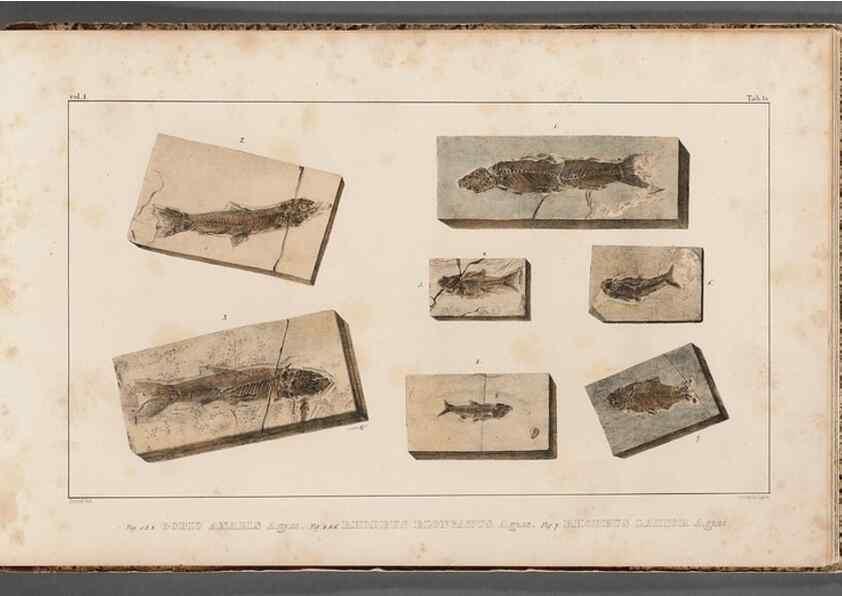 Reproducción/Reproduction 49639788298: Recherches sur les poissons fossiles ... /. Neuchatel :Petitpierre,1833-43.. 