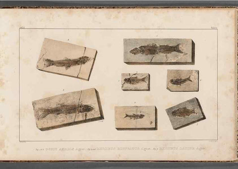 Reproducción/Reproduction 49639788298: Recherches sur les poissons fossiles ... /. Neuchatel :Petitpierre,1833-43.. 