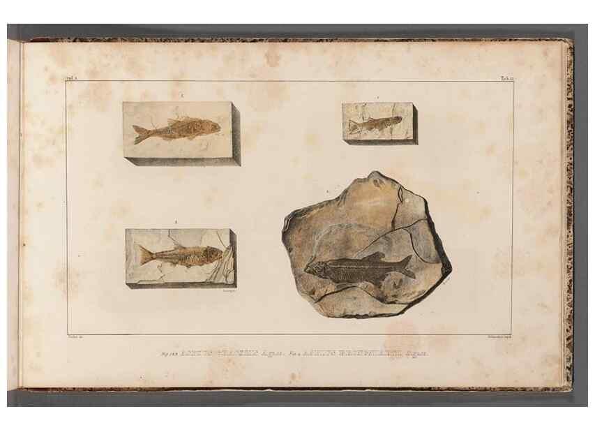 Reproducción/Reproduction 49640585217: Recherches sur les poissons fossiles ... /. Neuchatel :Petitpierre,1833-43.. 