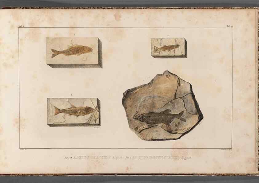 Reproducción/Reproduction 49640585217: Recherches sur les poissons fossiles ... /. Neuchatel :Petitpierre,1833-43.. 
