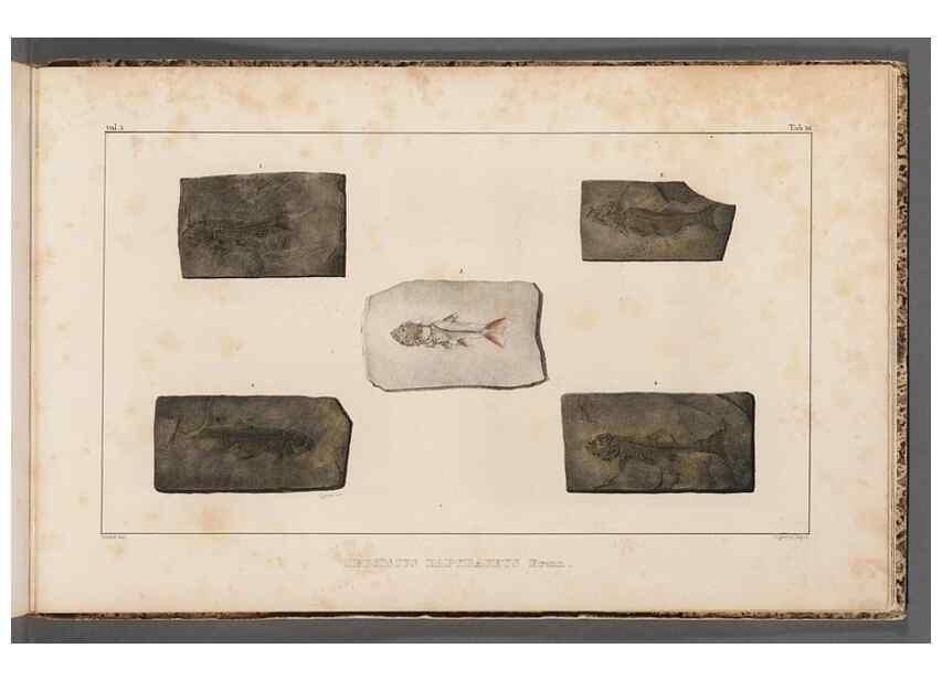 Reproducción/Reproduction 49639788958: Recherches sur les poissons fossiles ... /. Neuchatel :Petitpierre,1833-43.. 