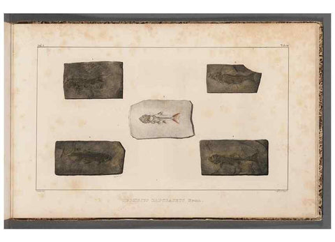 Reproducción/Reproduction 49639788958: Recherches sur les poissons fossiles ... /. Neuchatel :Petitpierre,1833-43.. 