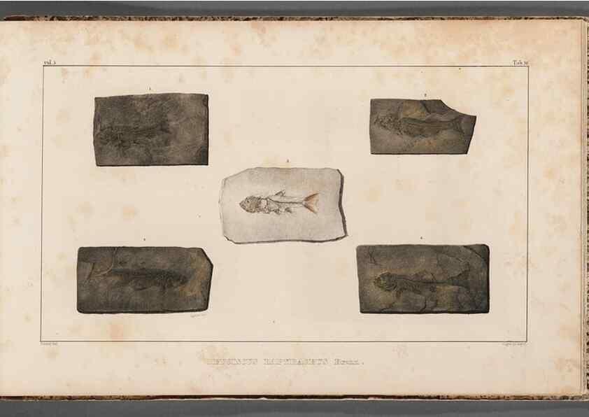 Reproducción/Reproduction 49639788958: Recherches sur les poissons fossiles ... /. Neuchatel :Petitpierre,1833-43.. 