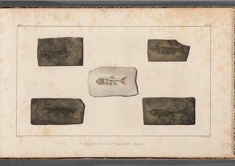 Reproducción/Reproduction 49639788958: Recherches sur les poissons fossiles ... /. Neuchatel :Petitpierre,1833-43.. 