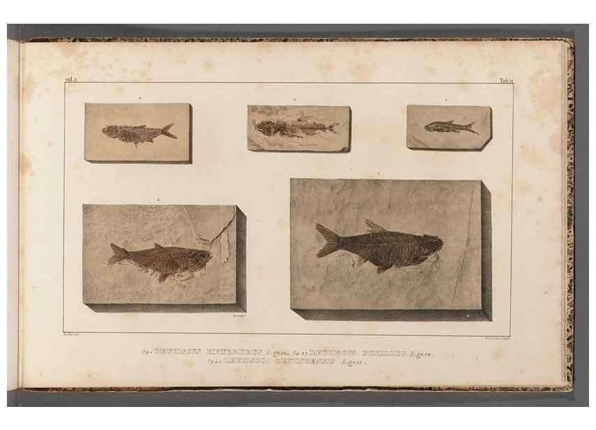 Reproducción/Reproduction 49640313256: Recherches sur les poissons fossiles ... /. Neuchatel :Petitpierre,1833-43.. 