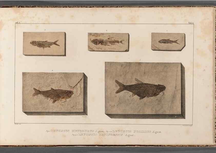 Reproducción/Reproduction 49640313256: Recherches sur les poissons fossiles ... /. Neuchatel :Petitpierre,1833-43.. 