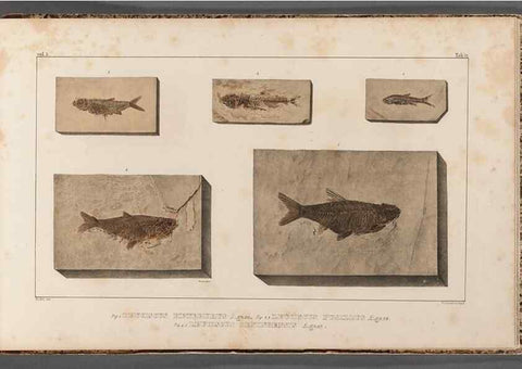 Reproducción/Reproduction 49640313256: Recherches sur les poissons fossiles ... /. Neuchatel :Petitpierre,1833-43.. 