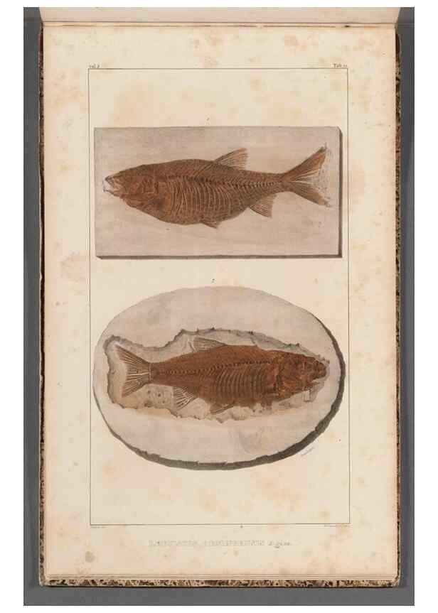 Reproducción/Reproduction 49639789518: Recherches sur les poissons fossiles ... /. Neuchatel :Petitpierre,1833-43.. 