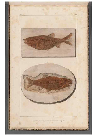 Reproducción/Reproduction 49639789518: Recherches sur les poissons fossiles ... /. Neuchatel :Petitpierre,1833-43.. 