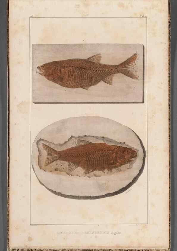 Reproducción/Reproduction 49639789518: Recherches sur les poissons fossiles ... /. Neuchatel :Petitpierre,1833-43.. 