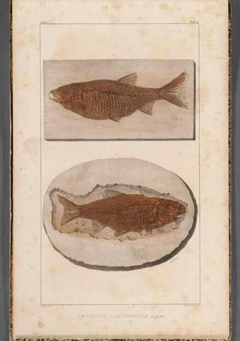 Reproducción/Reproduction 49639789518: Recherches sur les poissons fossiles ... /. Neuchatel :Petitpierre,1833-43.. 