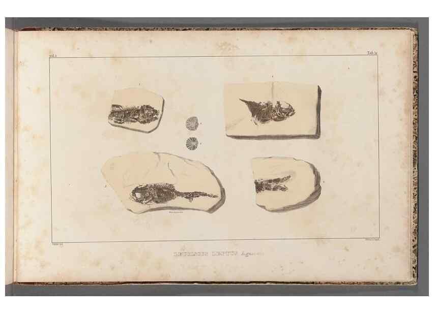 Reproducción/Reproduction 49639789803: Recherches sur les poissons fossiles ... /. Neuchatel :Petitpierre,1833-43.. 