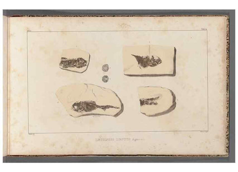 Reproducción/Reproduction 49639789803: Recherches sur les poissons fossiles ... /. Neuchatel :Petitpierre,1833-43.. 
