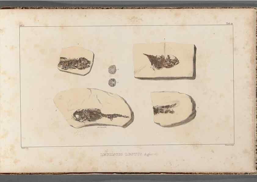 Reproducción/Reproduction 49639789803: Recherches sur les poissons fossiles ... /. Neuchatel :Petitpierre,1833-43.. 