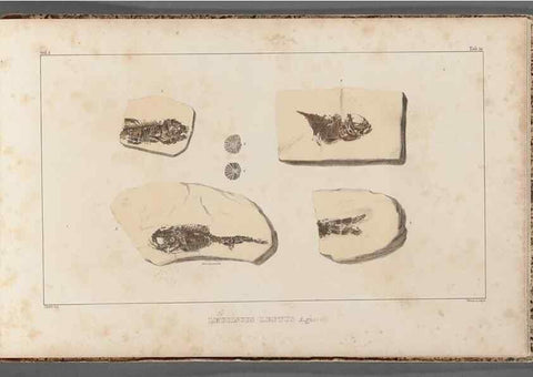 Reproducción/Reproduction 49639789803: Recherches sur les poissons fossiles ... /. Neuchatel :Petitpierre,1833-43.. 