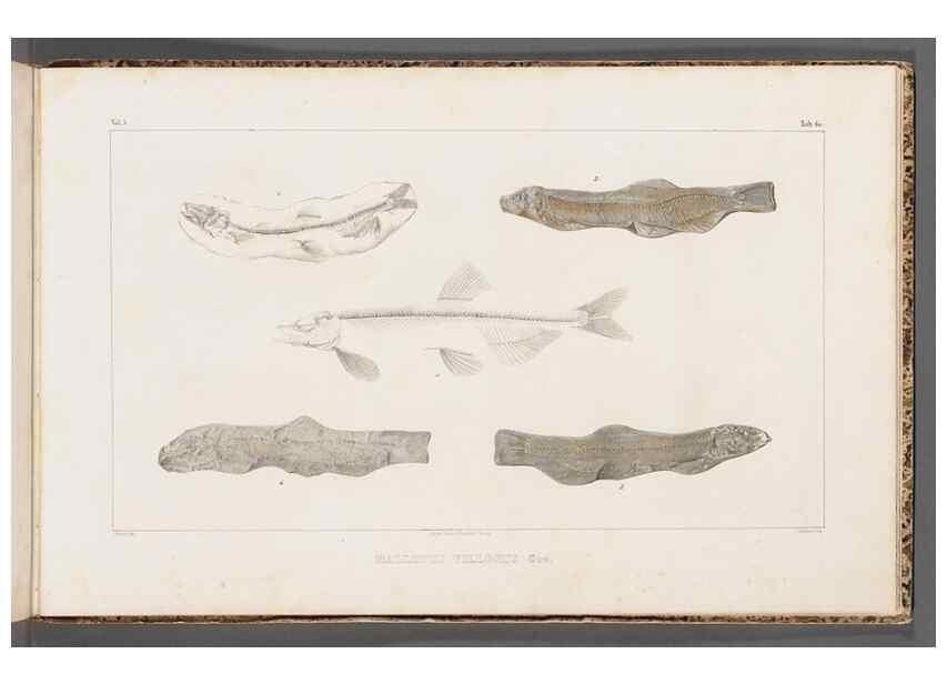 Reproducción/Reproduction 49640314096: Recherches sur les poissons fossiles ... /. Neuchatel :Petitpierre,1833-43.. 