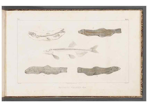 Reproducción/Reproduction 49640314096: Recherches sur les poissons fossiles ... /. Neuchatel :Petitpierre,1833-43.. 