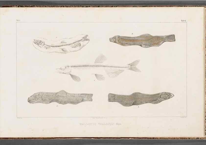 Reproducción/Reproduction 49640314096: Recherches sur les poissons fossiles ... /. Neuchatel :Petitpierre,1833-43.. 