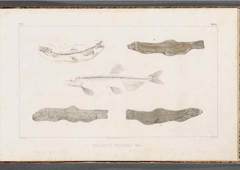 Reproducción/Reproduction 49640314096: Recherches sur les poissons fossiles ... /. Neuchatel :Petitpierre,1833-43.. 