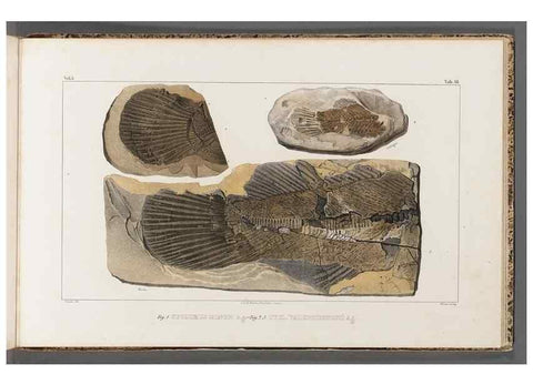 Reproducción/Reproduction 49640584482: Recherches sur les poissons fossiles ... /. Neuchatel :Petitpierre,1833-43.. 