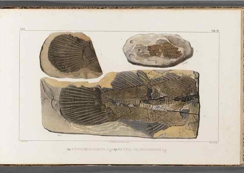 Reproducción/Reproduction 49640584482: Recherches sur les poissons fossiles ... /. Neuchatel :Petitpierre,1833-43.. 