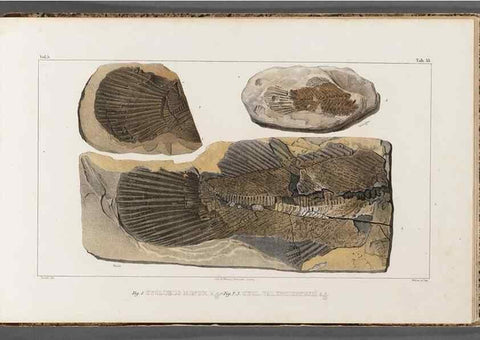 Reproducción/Reproduction 49640584482: Recherches sur les poissons fossiles ... /. Neuchatel :Petitpierre,1833-43.. 