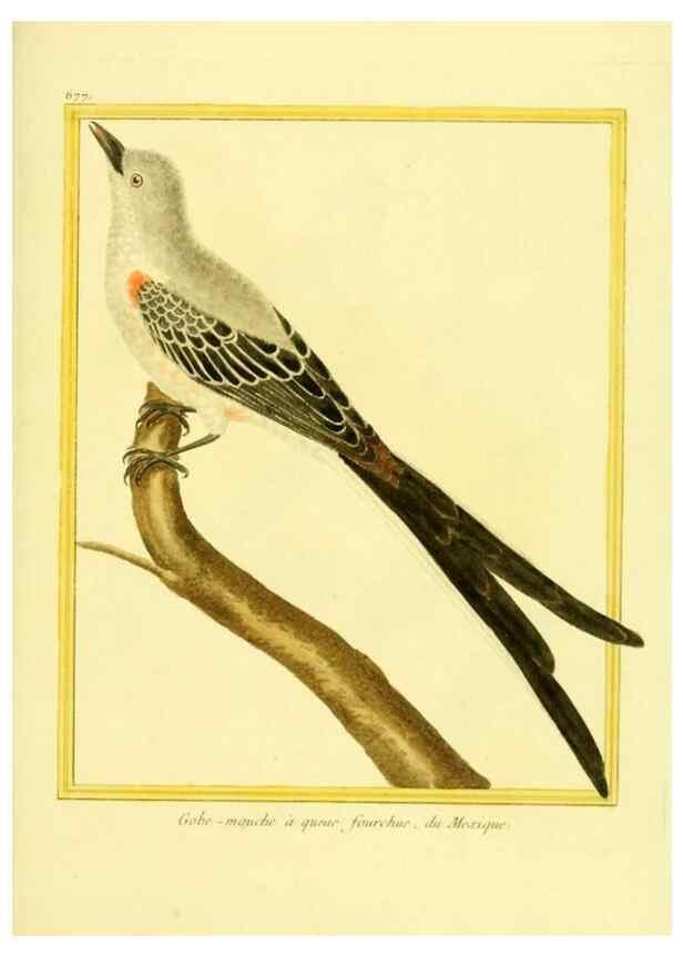 Reproducción/Reproduction 49639580598: Planches enluminées d'histoire naturelle. Paris? :s.n.,1765-1783?. 