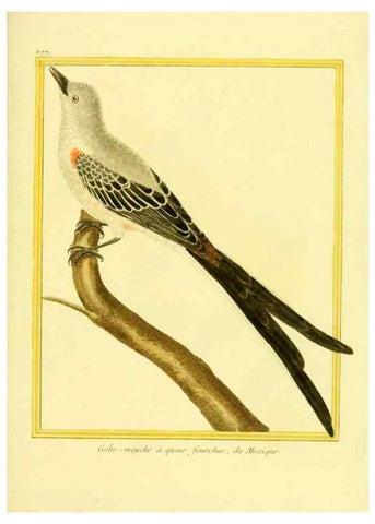 Reproducción/Reproduction 49639580598: Planches enluminées d'histoire naturelle. Paris? :s.n.,1765-1783?. 