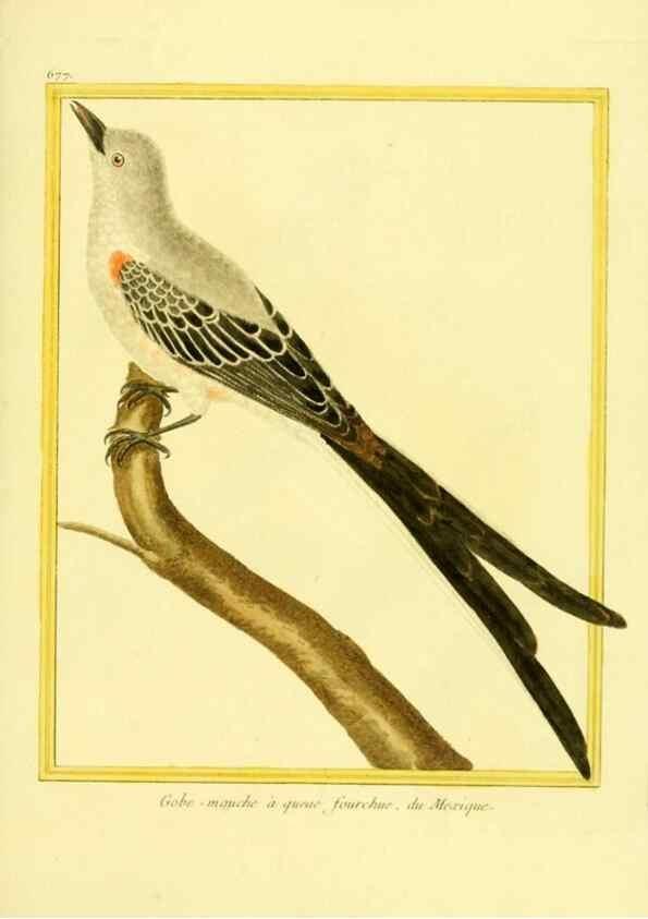 Reproducción/Reproduction 49639580598: Planches enluminées d'histoire naturelle. Paris? :s.n.,1765-1783?. 