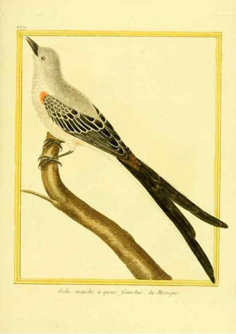 Reproducción/Reproduction 49639580598: Planches enluminées d'histoire naturelle. Paris? :s.n.,1765-1783?. 