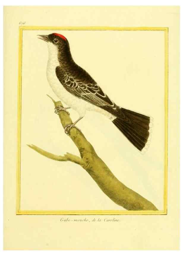 Reproducción/Reproduction 49639580398: Planches enluminées d'histoire naturelle. Paris? :s.n.,1765-1783?. 